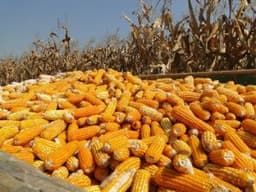 Premium Maize 3